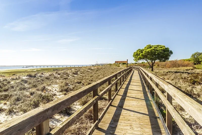 Wooden boardwalk crossing sandy dunes toward a lagoon and a lone umbrella pine under a clear sky