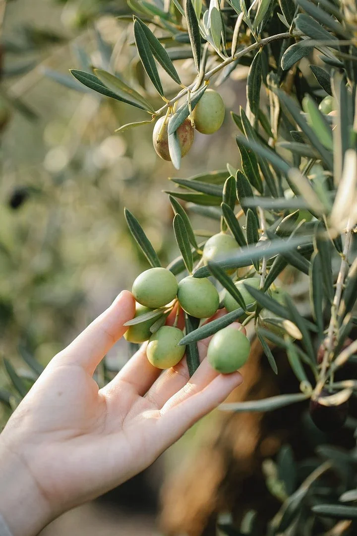 Hand holding a cluster of green olives on a silvery olive branch in soft sunlight