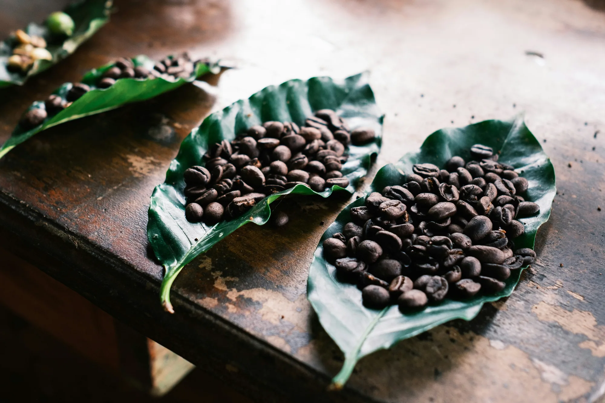 Roasted coffee beans resting on green coffee leaves on a wooden table