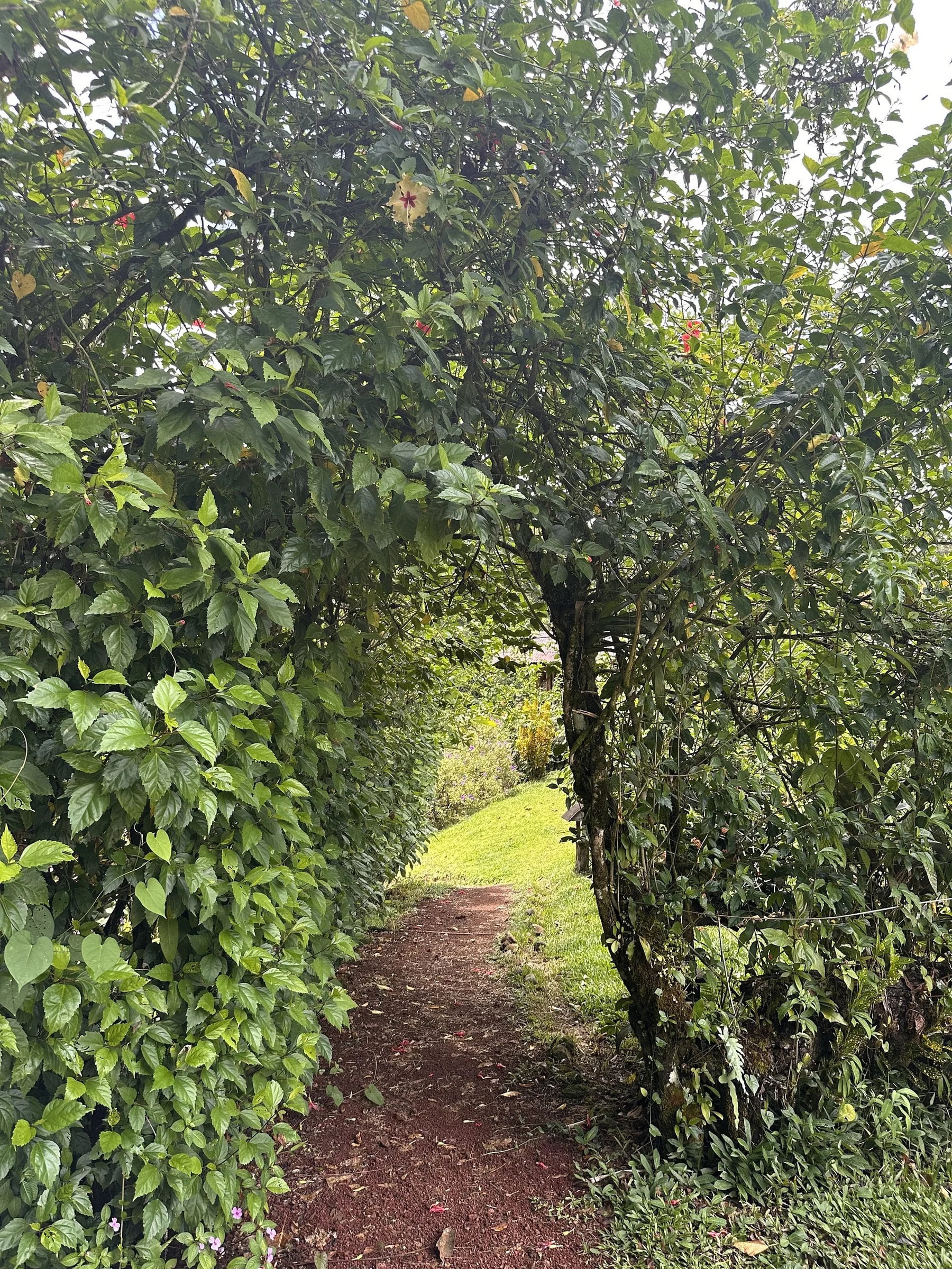 Red dirt path winding under hibiscus trees toward a grassy garden and a wooden cabin