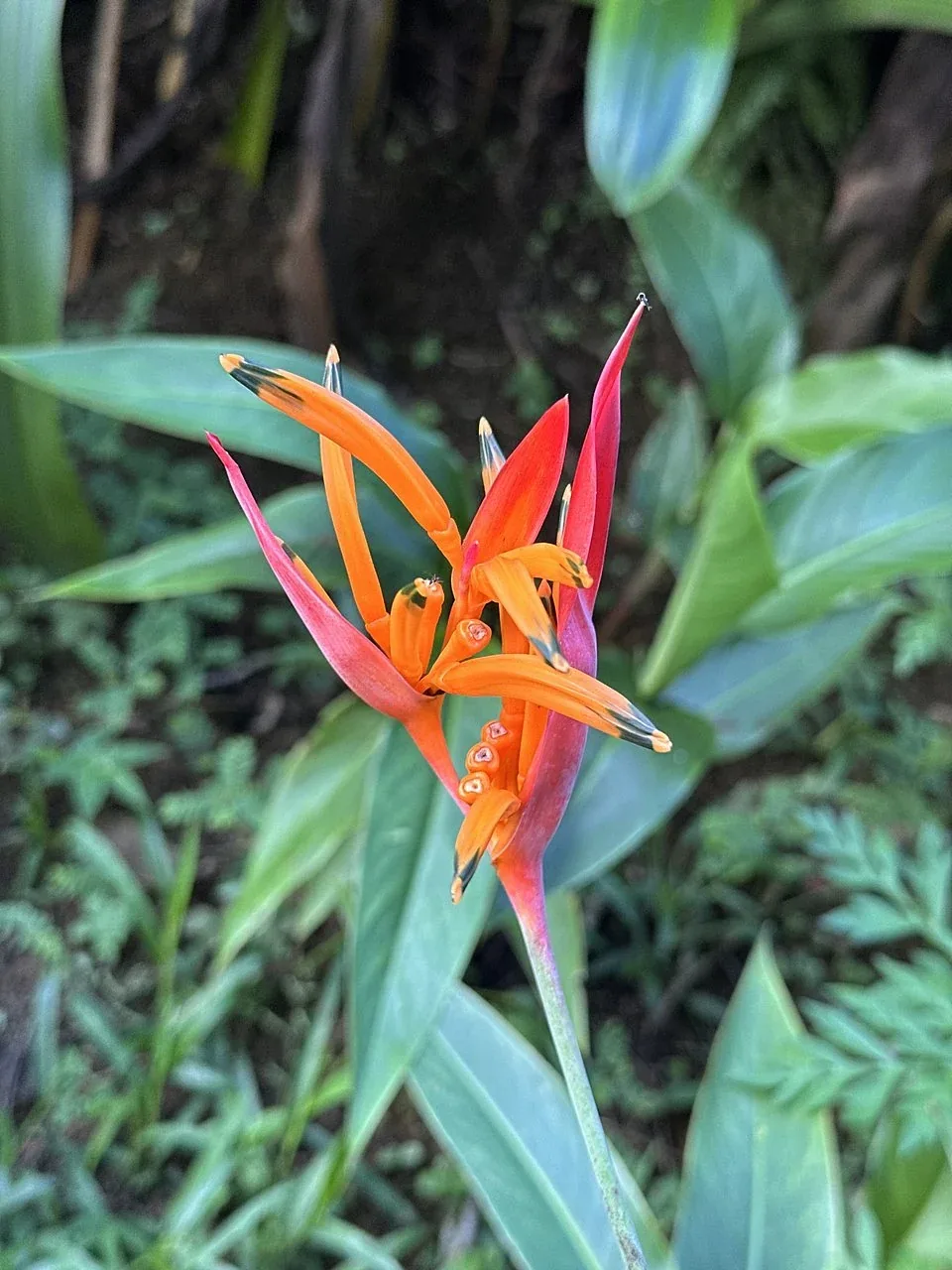 Bright orange heliconia flower blooming in the Costa Rica rainforest