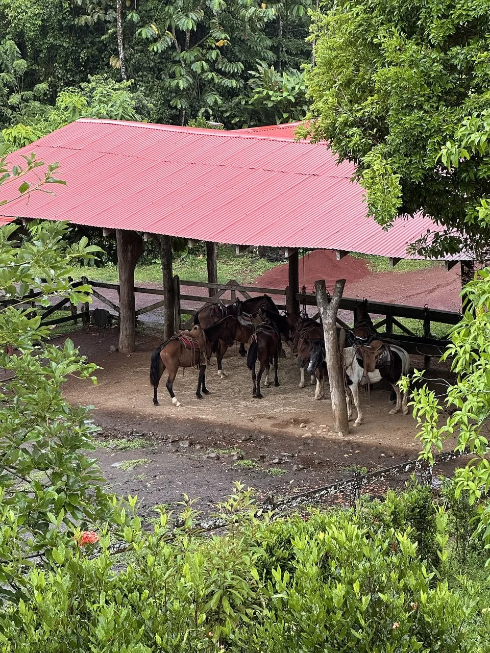 Saddled horses resting under a red roofed shelter at the edge of the rainforest