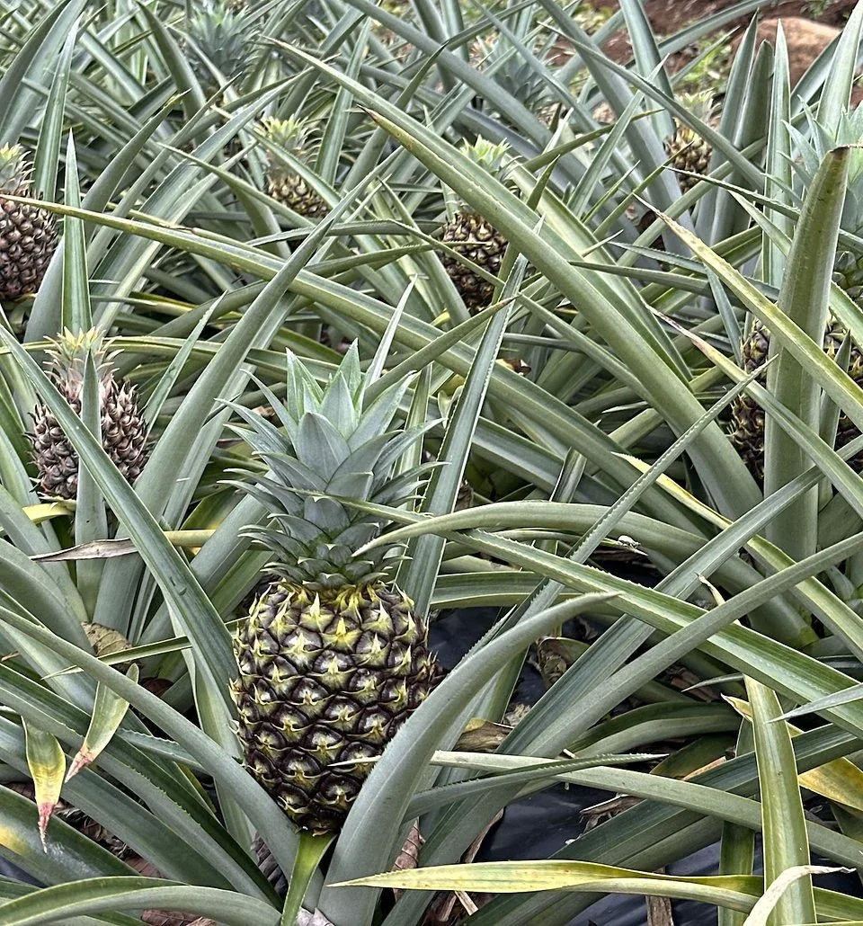 Ripe pineapples growing in a Costa Rica farm field