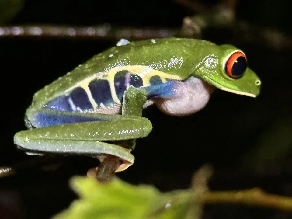Red-eyed tree frog photographed at night in the Costa Rica rainforest