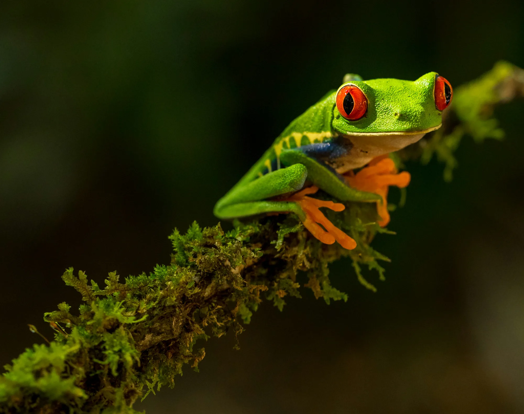 Red-eyed tree frog resting on a mossy branch in the Costa Rican rainforest