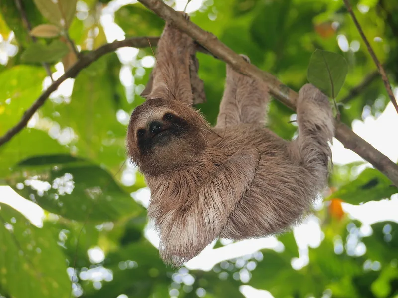 Three-toed sloth hanging from a rainforest branch in Costa Rica