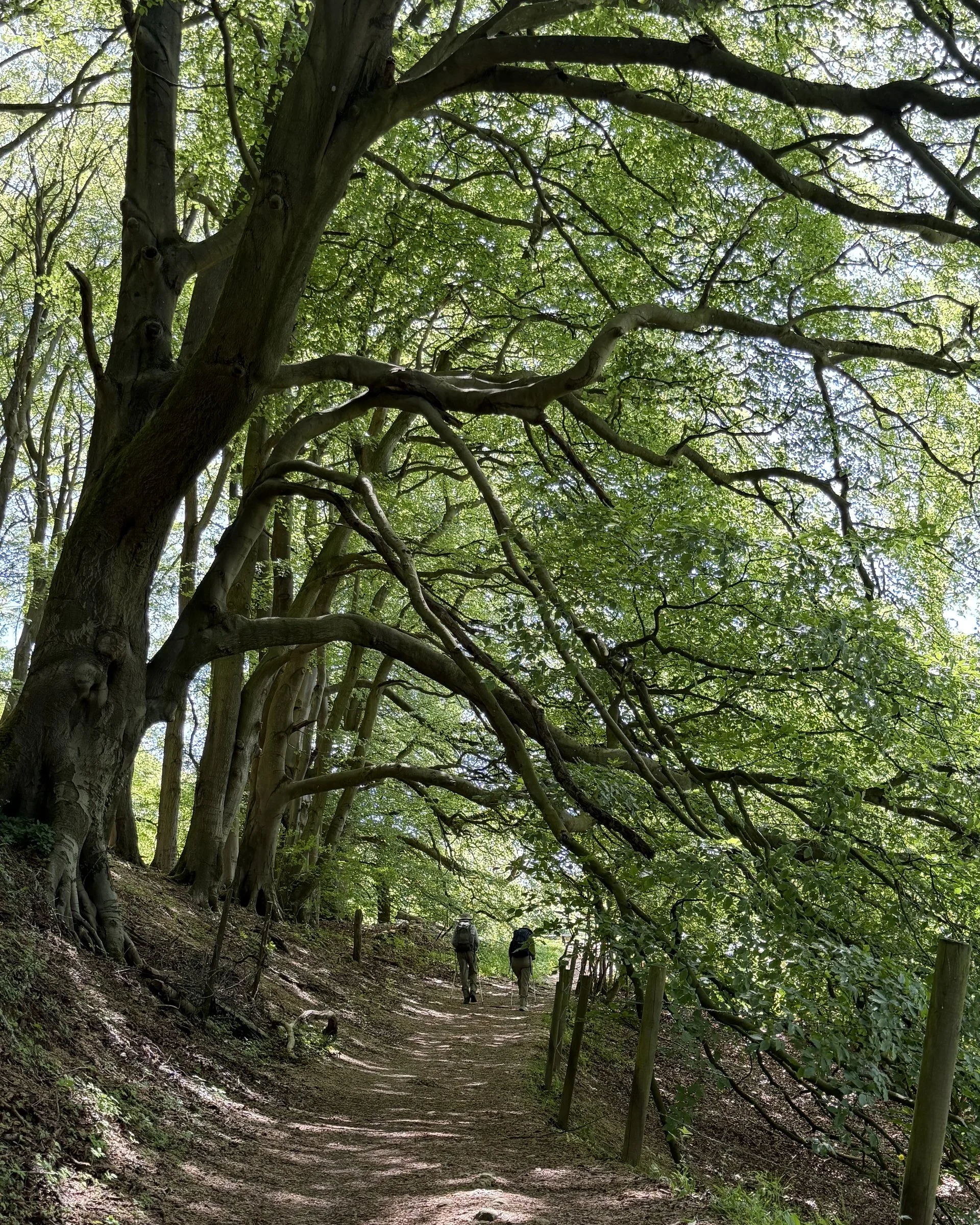 Two walkers on a dirt footpath beneath arching beech trees