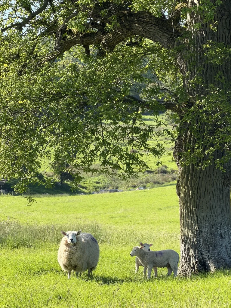 Ewe and two lambs standing in a sunny meadow under a large oak tree
