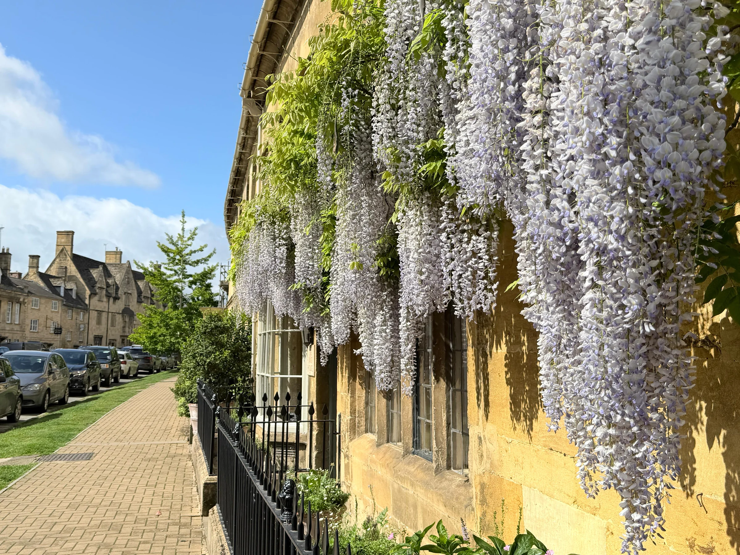 Purple wisteria hanging over the windows of a golden stone house on a Cotswold village high street