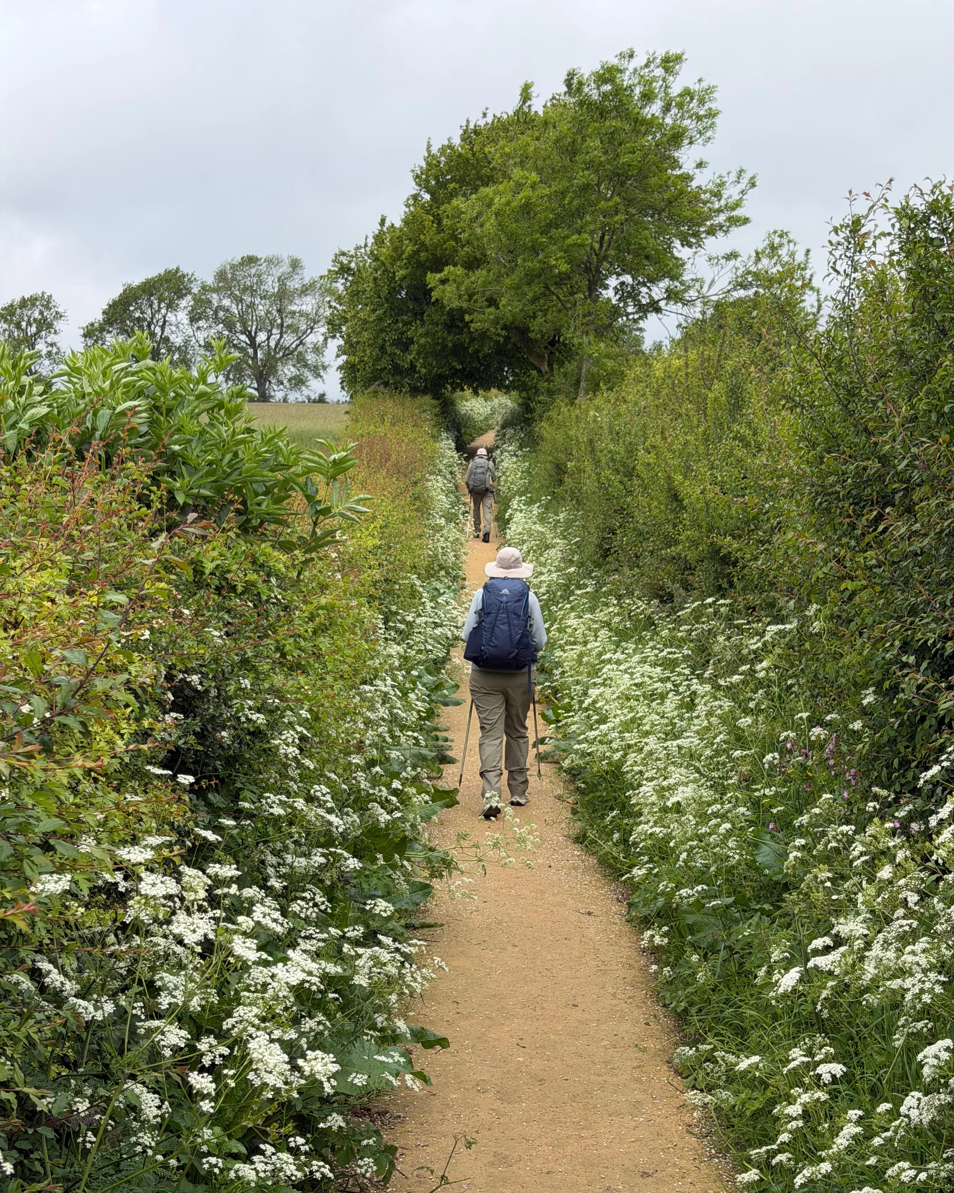 Guests on a Cotswolds walking retreat following a footpath lined with white wildflowers and hedgerows
