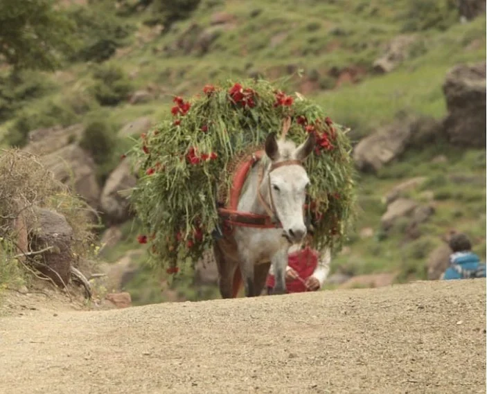 Mule carrying a load of greens and red flowers along a mountain path