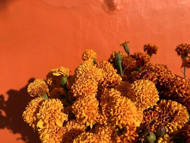 Bunch of bright orange cempas&uacute;chil marigolds in afternoon sun against a painted orange wall