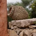 Old clay amphora covered in barnacles resting on a stone wall beside a terracotta column