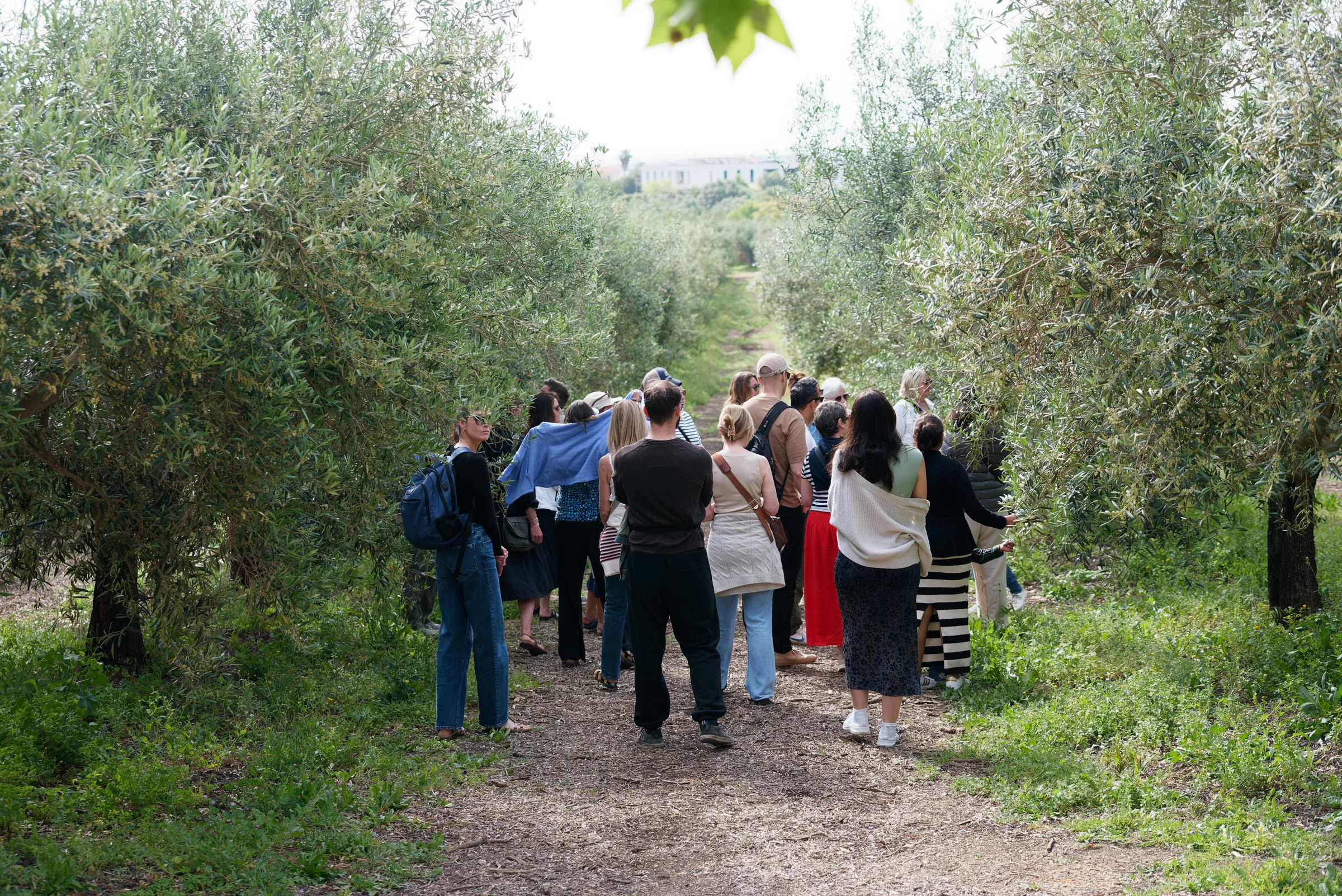 Retreat guests walking through an olive grove in Portugal