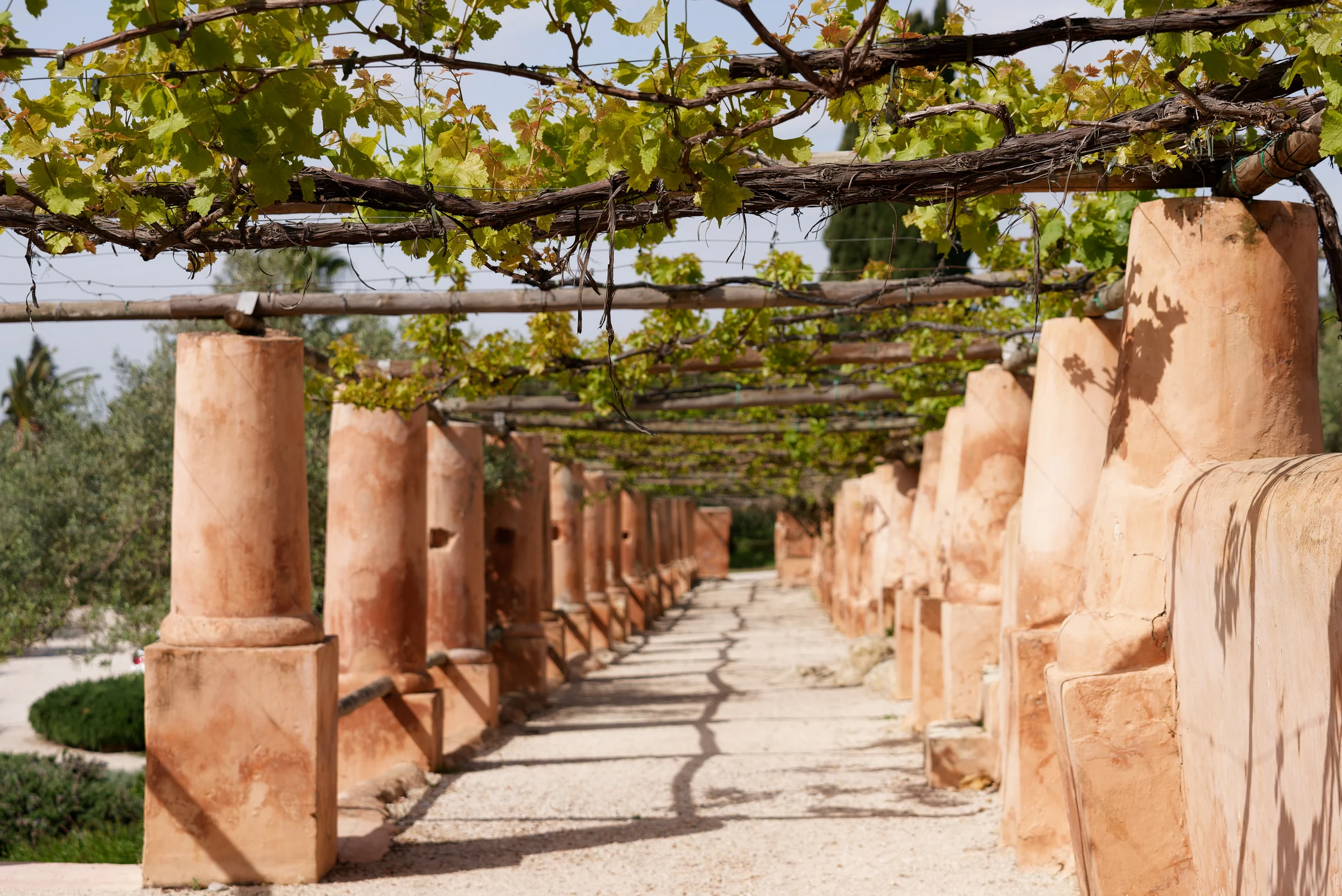 Grapevines growing over a long pergola held up by terracotta columns